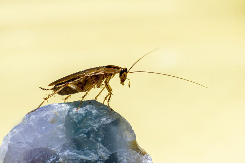 PNAS: дюди помогли немецкому таракану завоевать мир