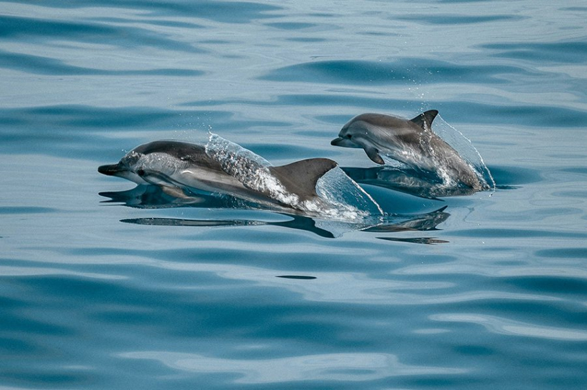 PNAS: более игривые молодые самцы дельфинов дают больше потомства