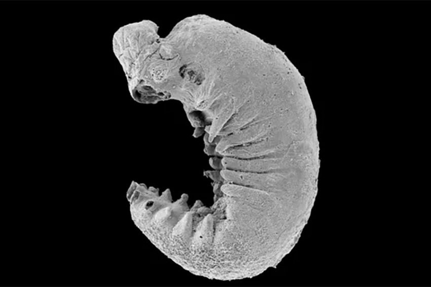 Nature: найдены останки личинки возрастом 500 млн лет с сохранившимся мозгом