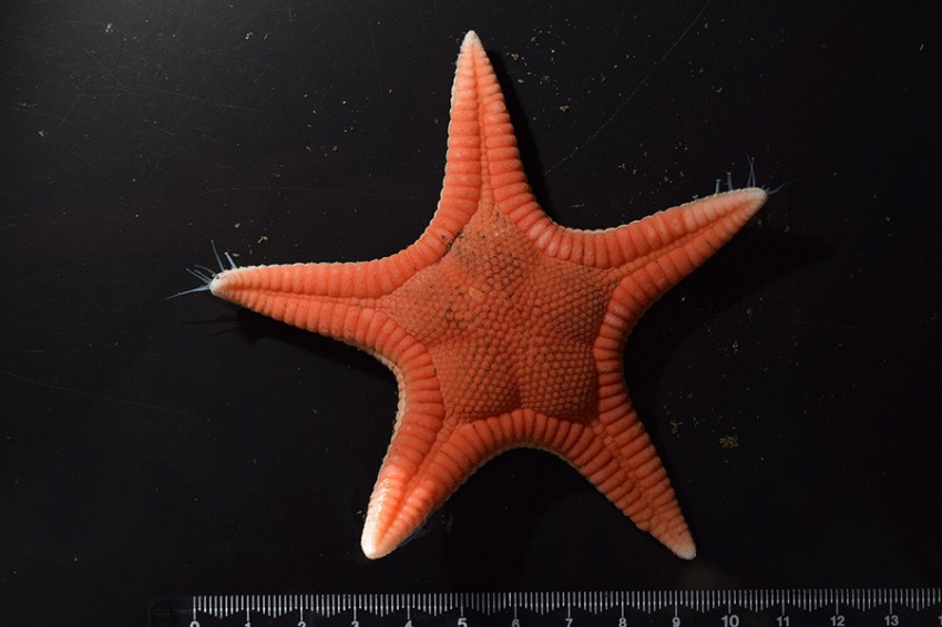 Natural History: в Японии обнаружен новый вид морской звезды