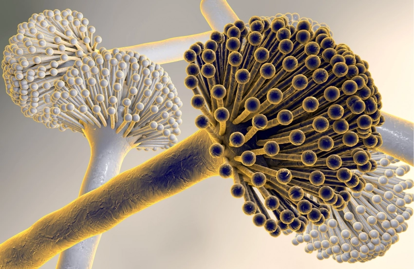 Что за смертоносный грибок Aspergillus, который угрожает погубить миллионы людей