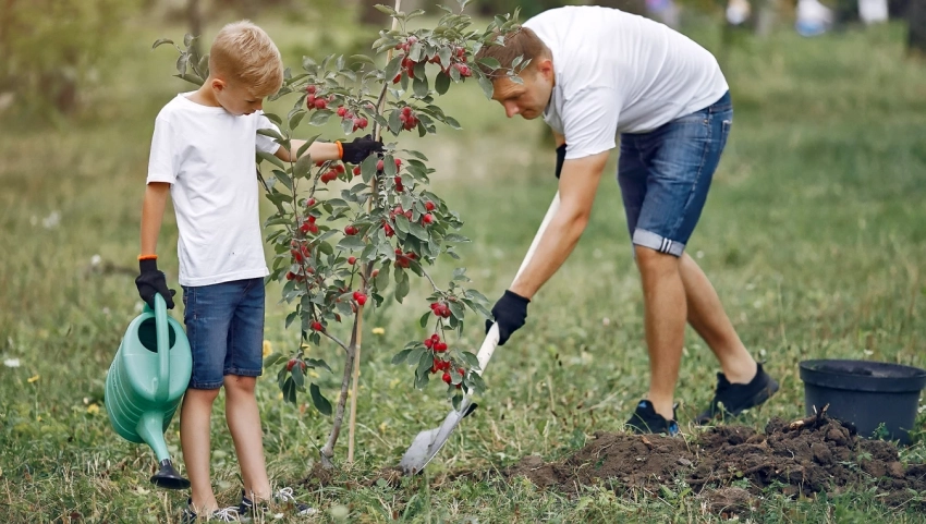 Сложности в уходе и токсичность: какие 5 деревьев не стоит выращивать во дворе