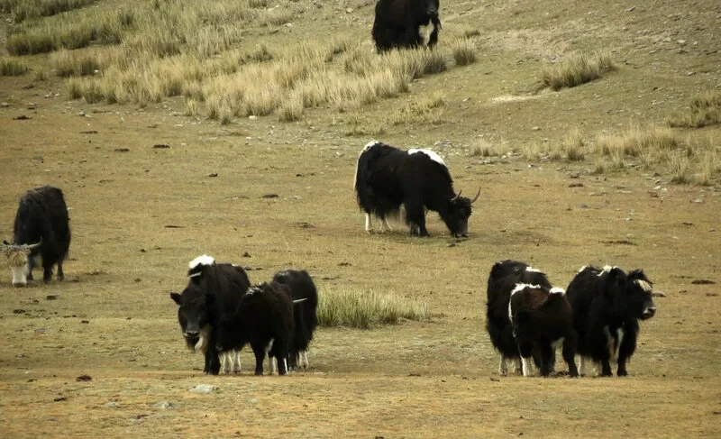 В Джети-Огузе задержаны подозреваемые в краже трех яков