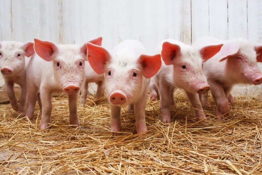 В Японии будут разводить клонированных свиней для пересадки органов людям
