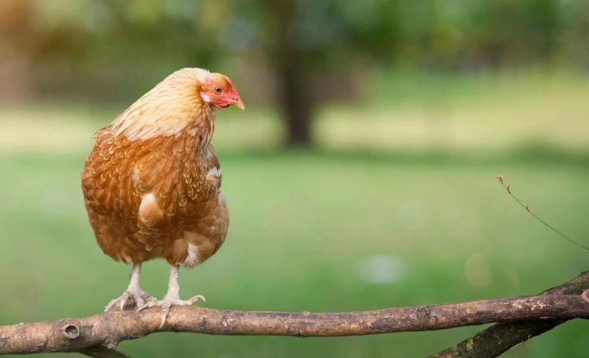 В Германии из-за птичьего гриппа уничтожат еще 130 тыс. птиц