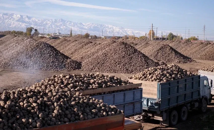 В Кыргызстане завершается уборка свеклы: внедрена система электронной очереди