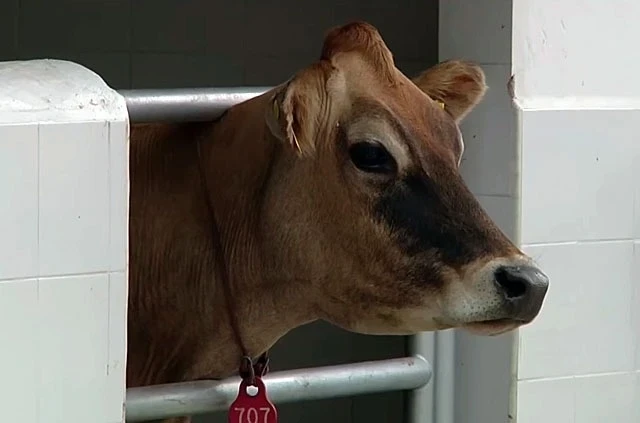 Кыргызстан и Италия договорились усилить ветеринарную диагностику