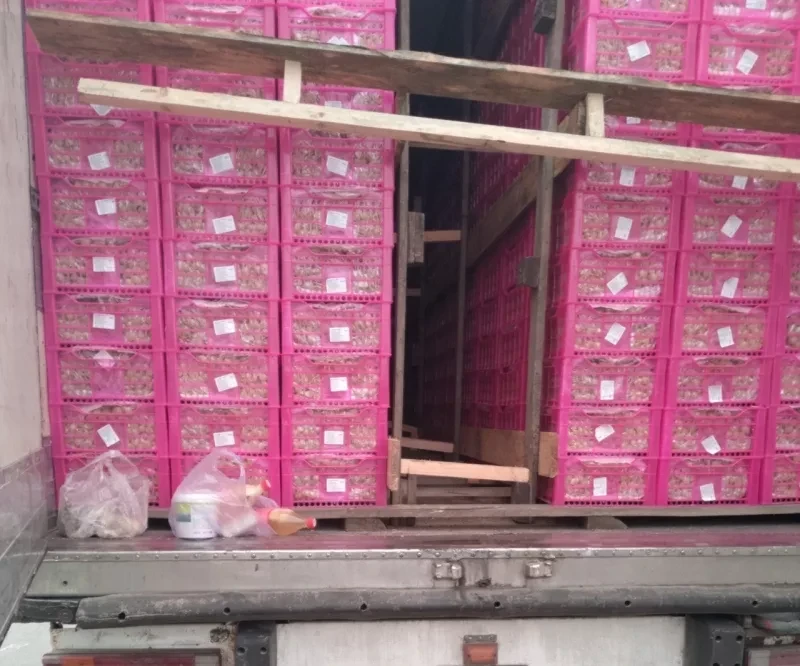 В Россию не пропустили более 20 тонн винограда из Кыргызстана