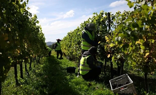 Климат ударил по производству популярного алкоголя