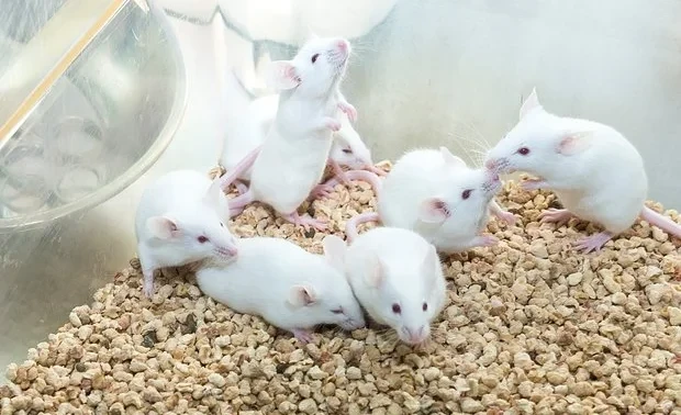 Ученым удалось побороть диабет 1-го типа