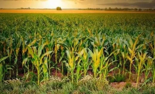 Фермерам на заметку. В Кыргызстане внедрен инновационный метод посева семян