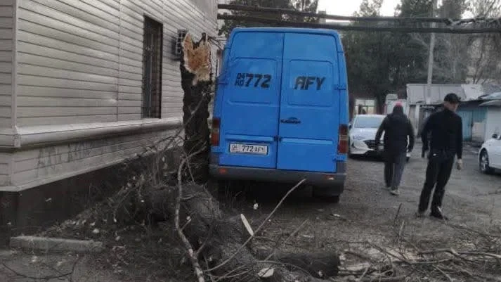 В Бишкеке из-за сильного ветра упали 16 деревьев, пострадавших нет