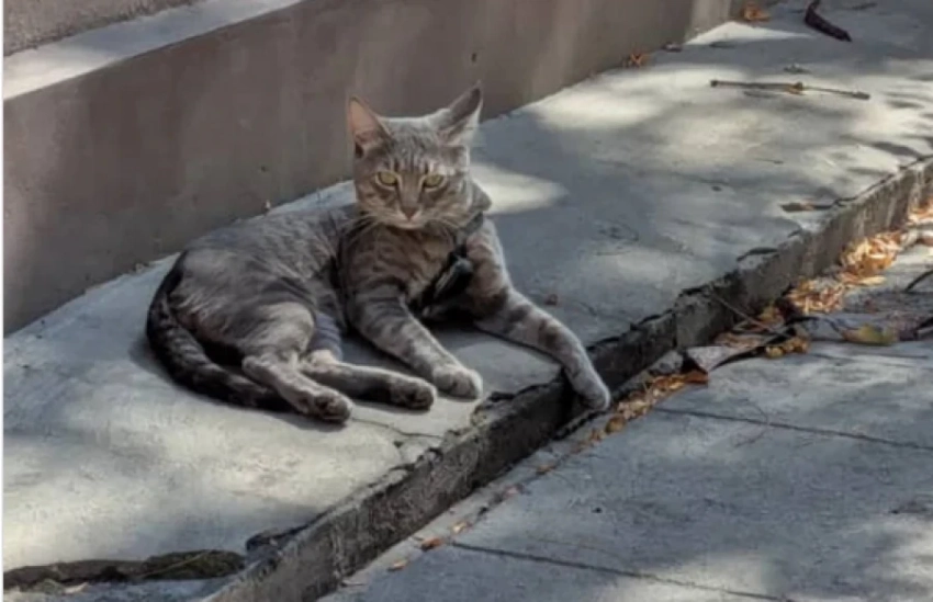 В Бишкеке решили отстреливать бездомных кошек