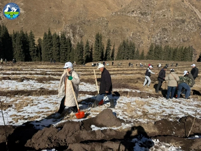 В Чон-Кемине высадили 2000 саженцев берёзы