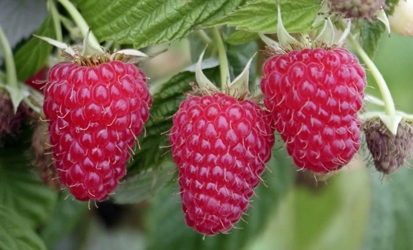 В Джалал-Абадской области высажена малина сорта «Полька»