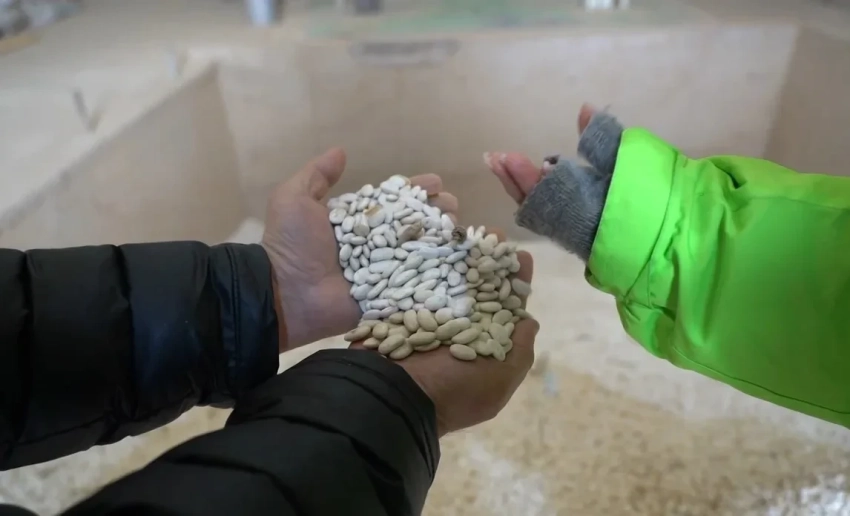 Урожай фасоли в Таласе достиг почти 71 тысячи тонны