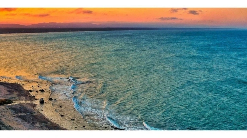 На берегу Каспийского моря нашли туши более 70-ти мертвых тюленей