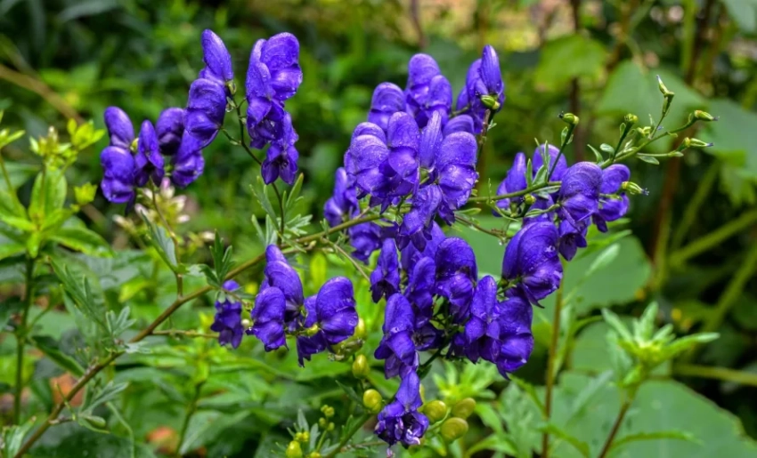 В Минприроды напомнили о запрете на сбор и использование отдельных видов растений