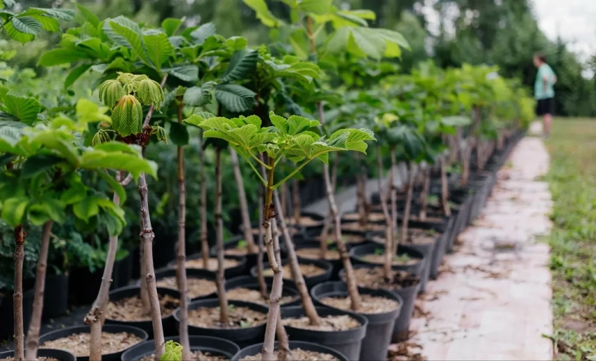 Кыргызстан с 2026 года вводит временное ограничение на импорт саженцев