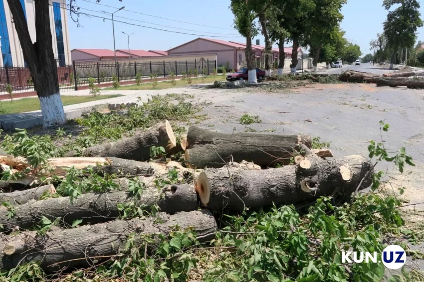 Теперь даже кабмин Узбекистана не сможет выдать разрешение на вырубку деревьев