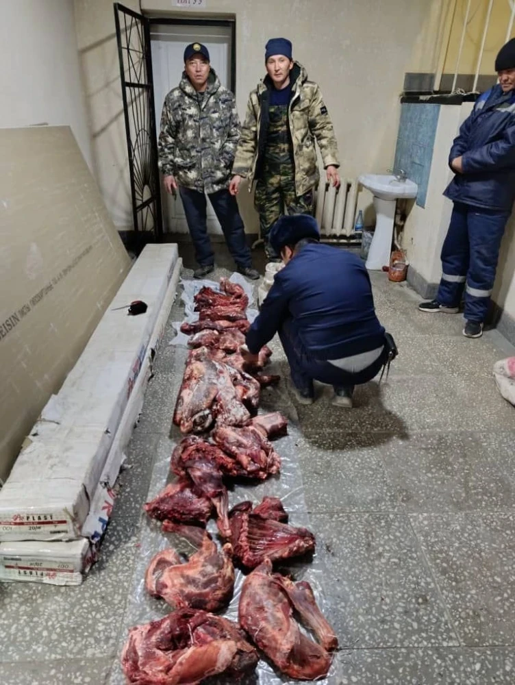 В Ат-Башынском районе выявлен незаконный отстрел двух горных козлов