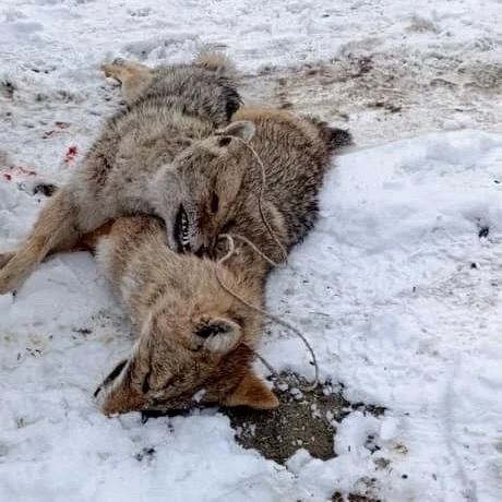 Силовики провели масштабную операцию «Арсенал» на Иссык-Куле