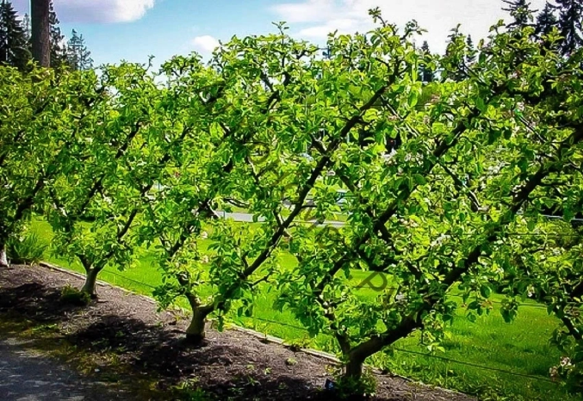 Особенности выбора саженцев плодовых деревьев