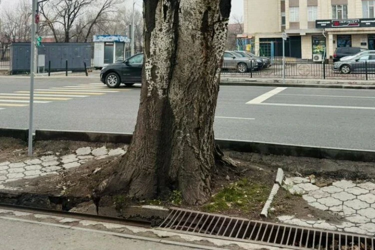 Хозяева кафе в Бишкеке прокомментировали снос полувекового тополя