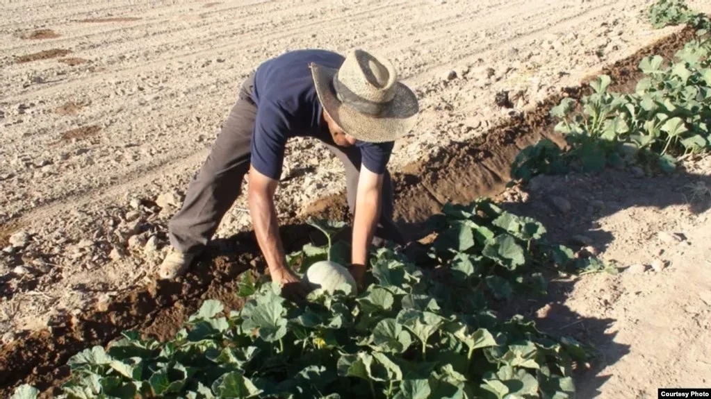 «Передать нашу землю китайцам». Фермеры в Узбекистане заявляют, что у них отбирают участки в интересах Пекина