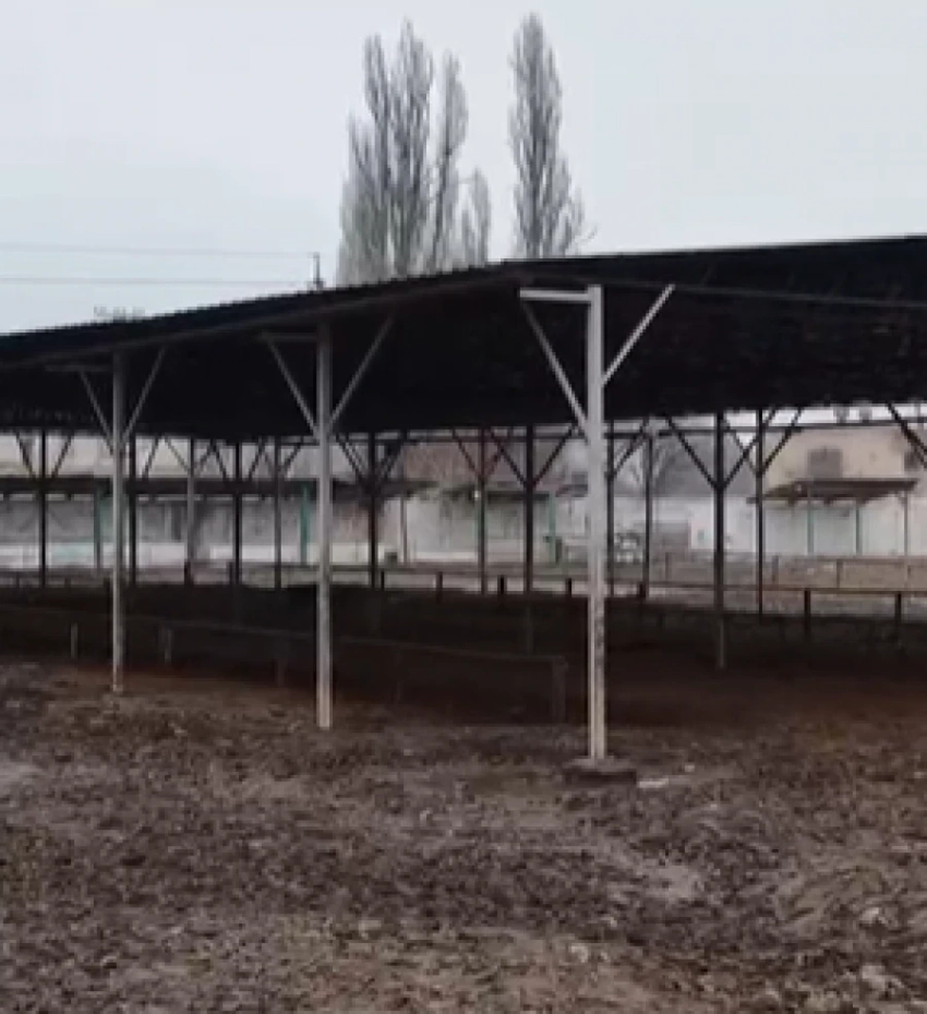 Скотный рынок в Жайылском районе перенесут на новую территорию