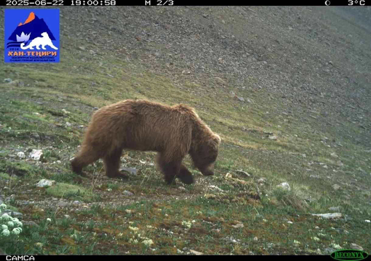 Снежный барс, медведь и стая волков. Уникальные кадры из природного парка «Хан-Тенири»