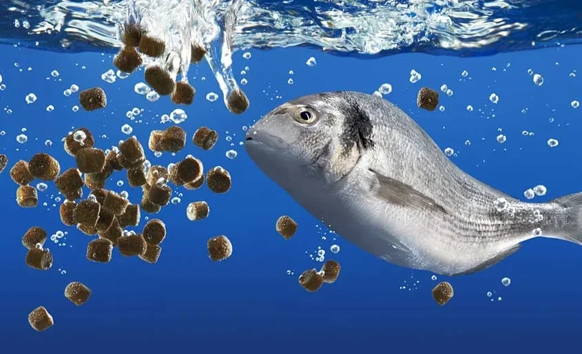 Кабмин обнулил НДС на корма для рыбных хозяйств до конца 2027 года