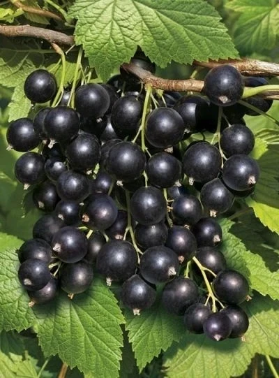 Садовод Руслан Минбаев стал чемпионом, заменив арыки современным поливом