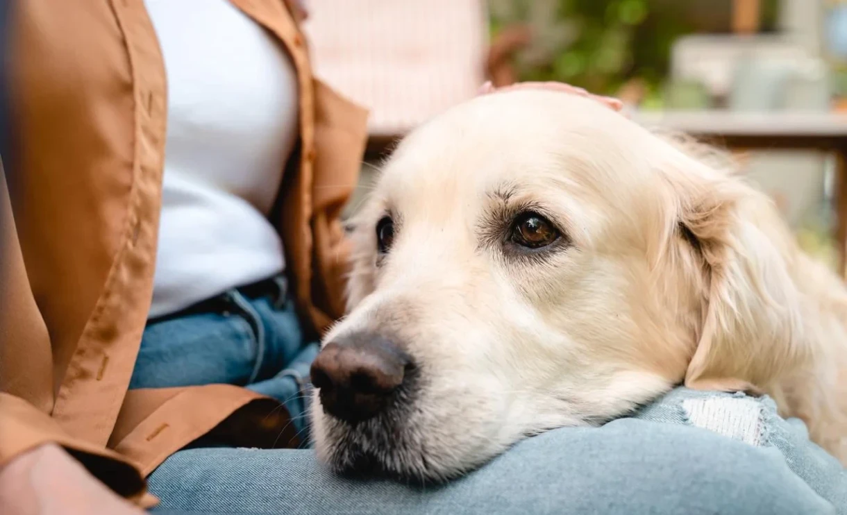 Хоронить домашних животных вместе с хозяевами разрешили в бразильском Сан-Паулу