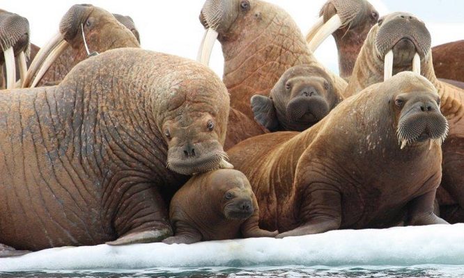 День моржа отмечают в России 24 ноября 2024 года